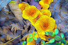 Fungus_H