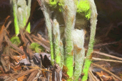 Fiddlehead